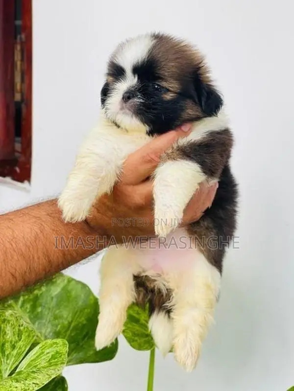 Quality Shih Tzu Female Puppy