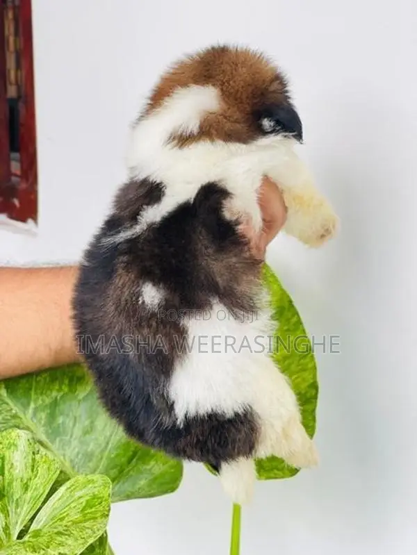 Quality Shih Tzu Female Puppy