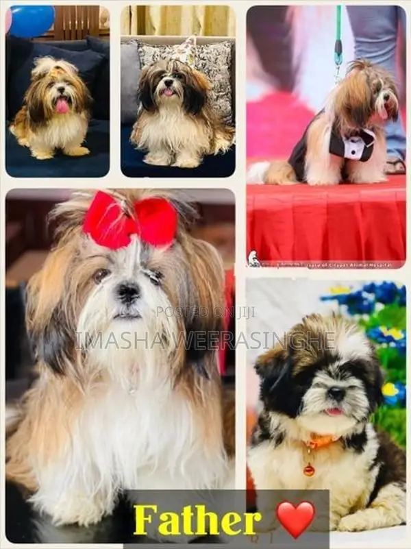 Quality Shih Tzu Female Puppy