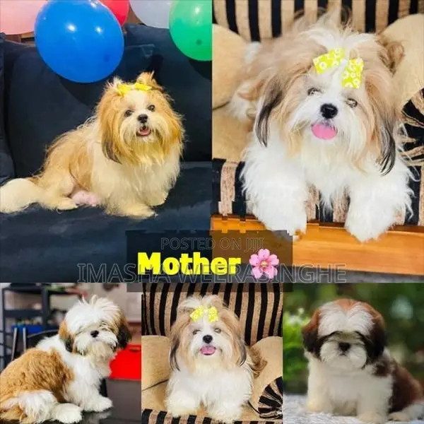 Quality Shih Tzu Female Puppy