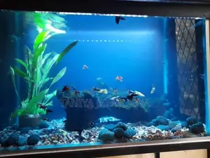 2.5ft Glass Fish Tank Full Set with Stand