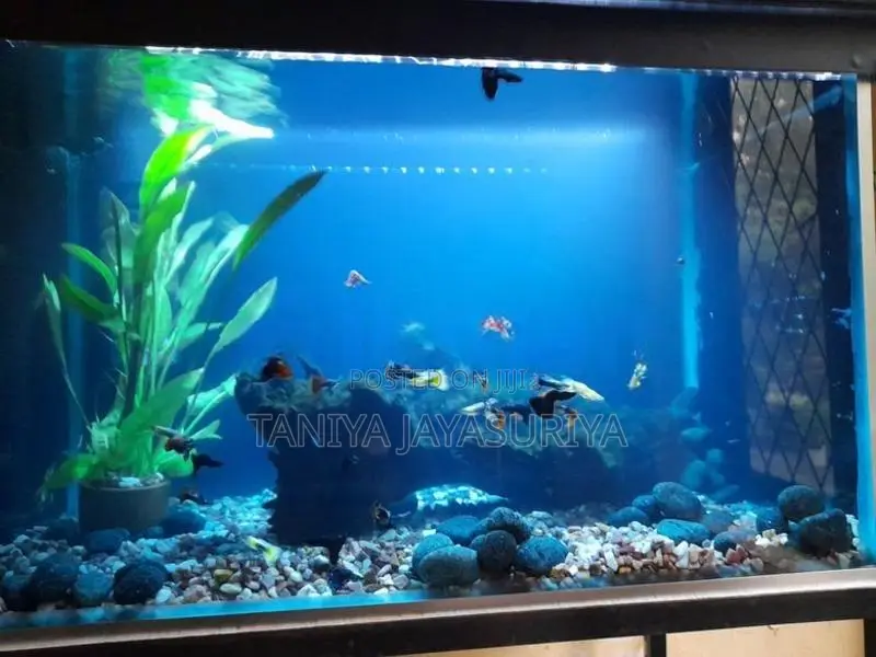 2.5ft Glass Fish Tank Full Set with Stand