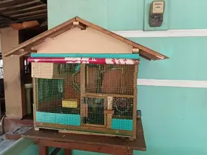 Love Birds with Cage