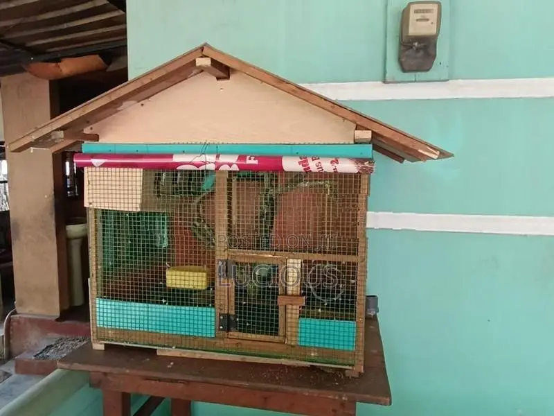 Love Birds with Cage