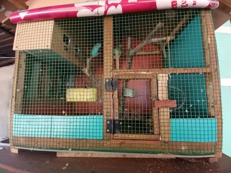 Love Birds with Cage