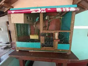 Love Birds with Cage