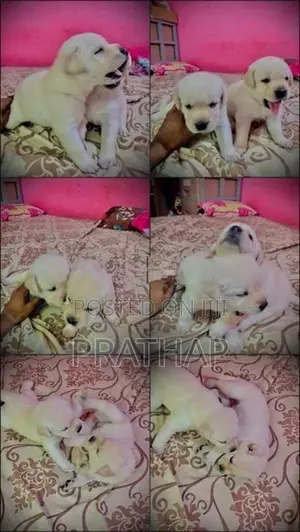 Labrador Retriever