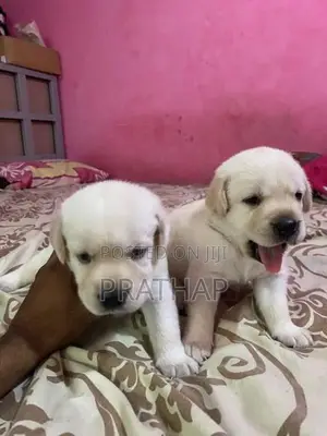 Labrador Retriever