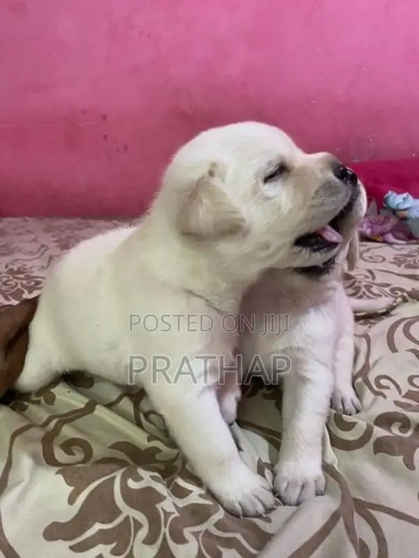 Labrador Retriever