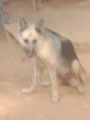 German Shepherd Dog