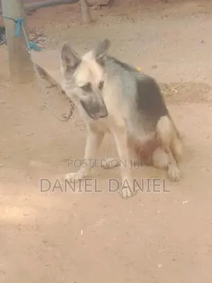 German Shepherd Dog