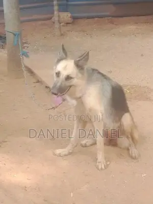 German Shepherd Dog