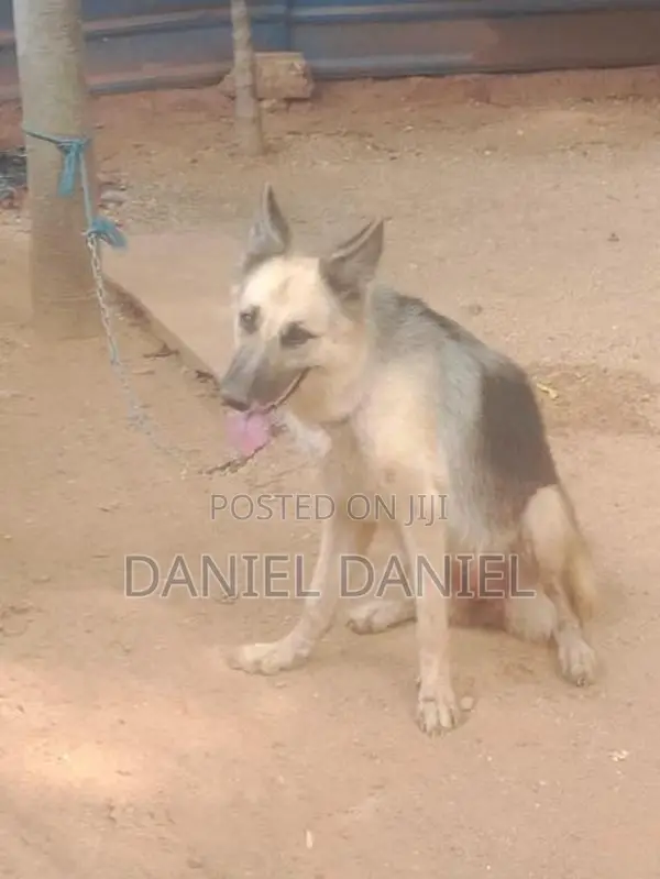 German Shepherd Dog