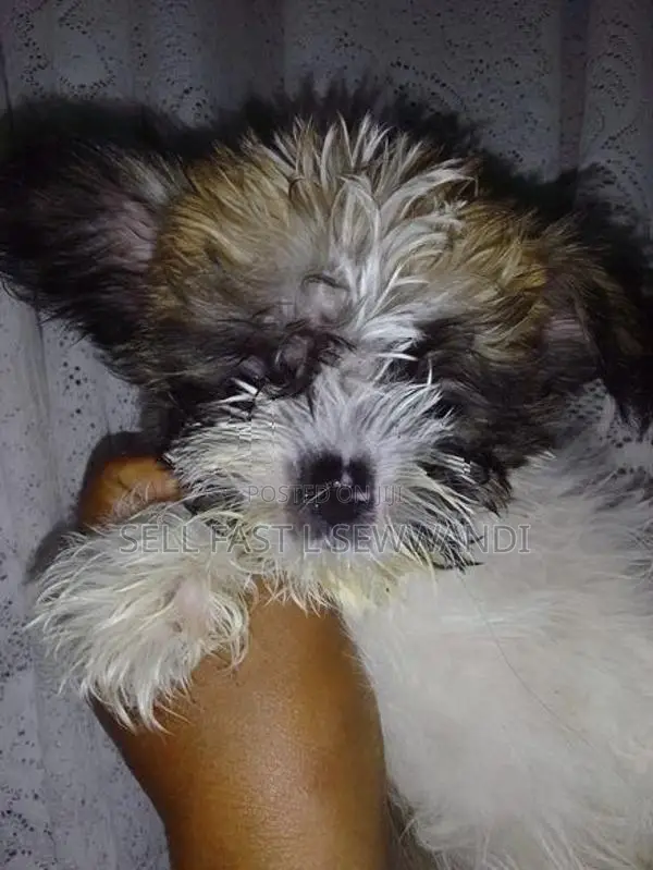 Shih Tzu Puppies