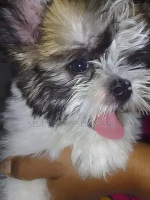 Shih Tzu Puppies