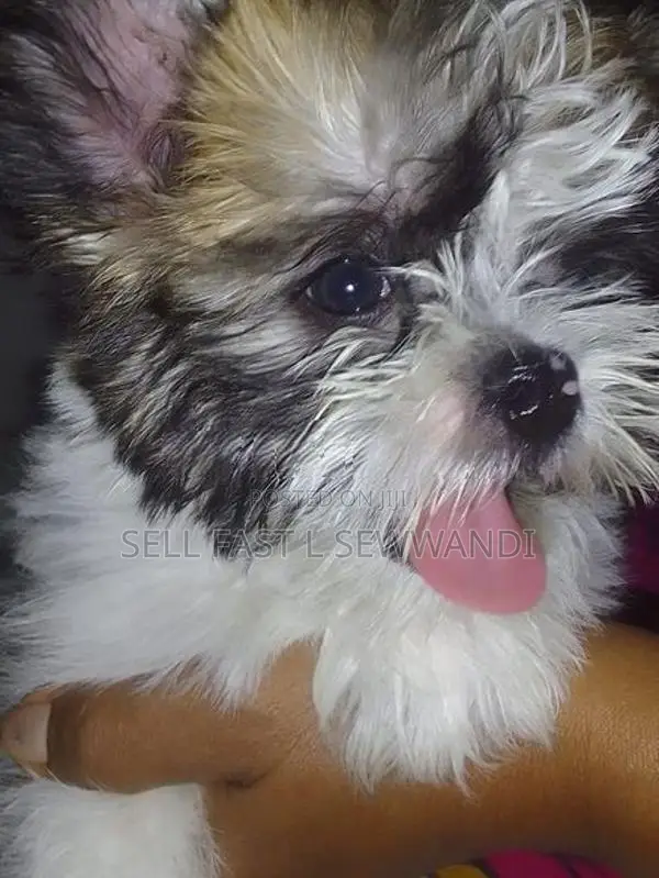Shih Tzu Puppies