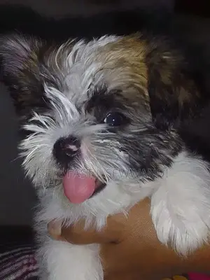Shih Tzu Puppies