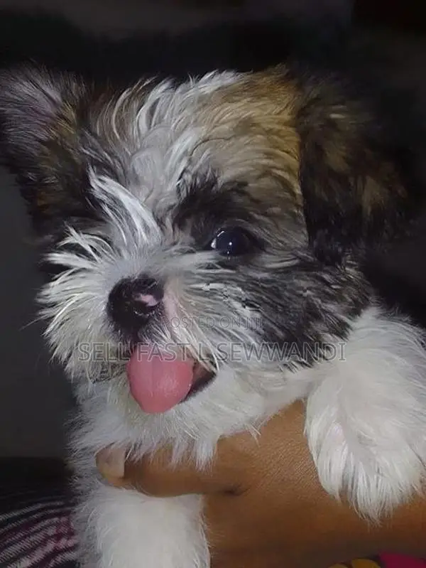 Shih Tzu Puppies