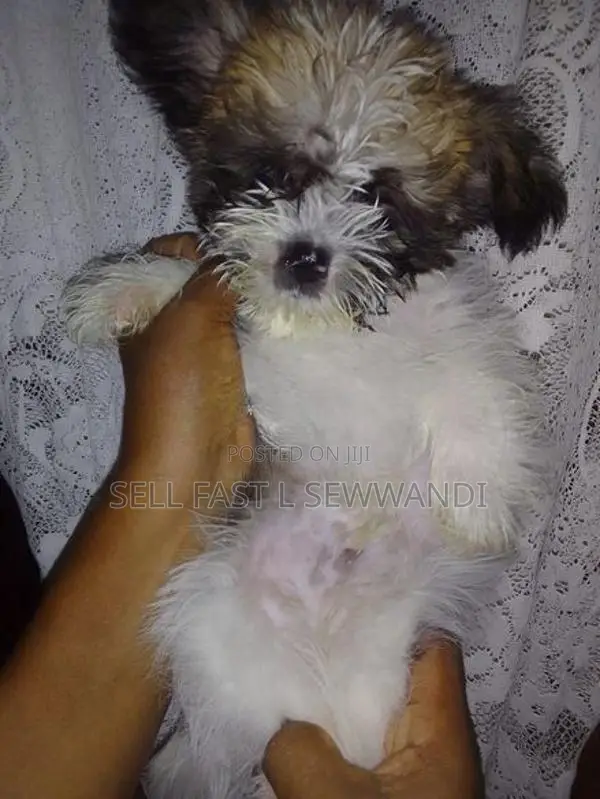 Shih Tzu Puppies