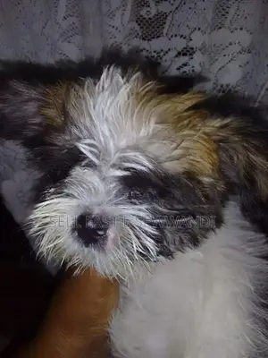 Shih Tzu Puppies