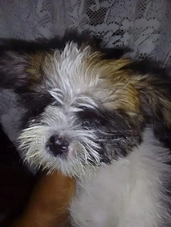 Shih Tzu Puppies