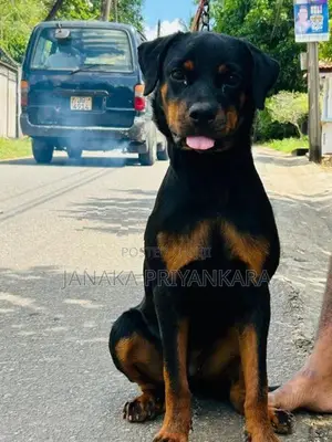 Rottweiler Puppy