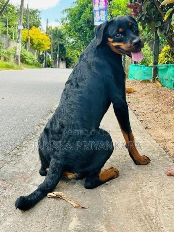 Rottweiler Puppy