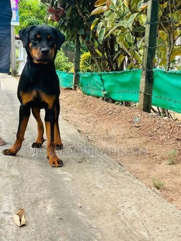 Rottweiler Puppy