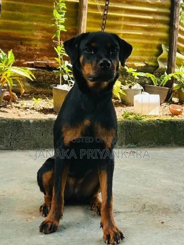 Rottweiler Puppy