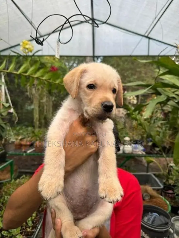 Labrador Puppy