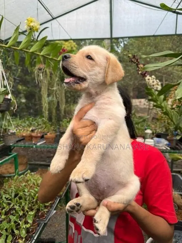 Labrador Puppy
