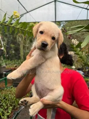 Labrador Puppy