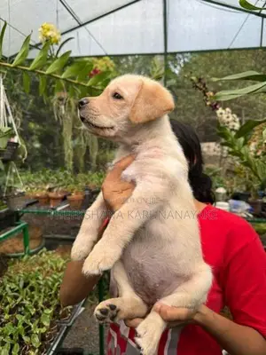 Labrador Puppy
