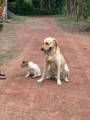 Labrador Puppy