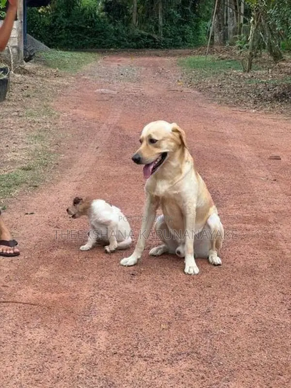 Labrador Puppy
