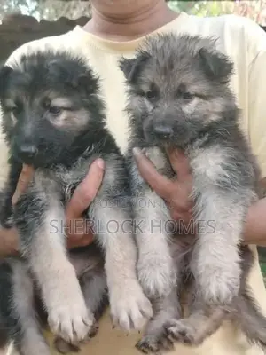 Lion Shepherd Puppies