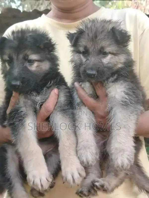 Lion Shepherd Puppies