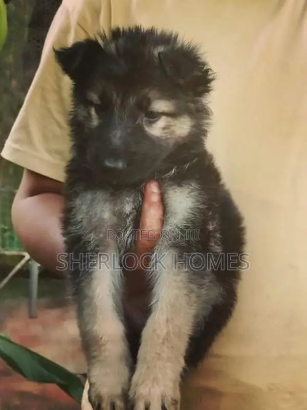 Lion Shepherd Puppies