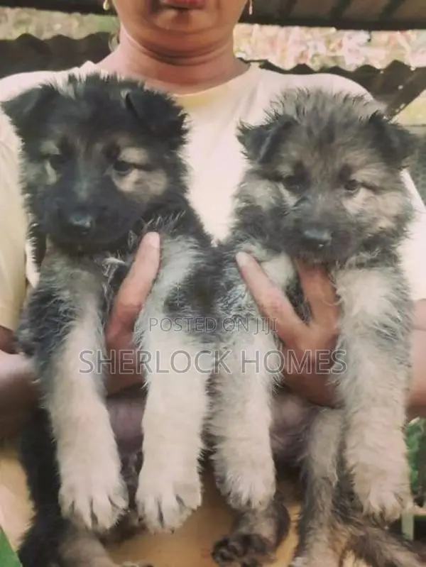 Lion Shepherd Puppies