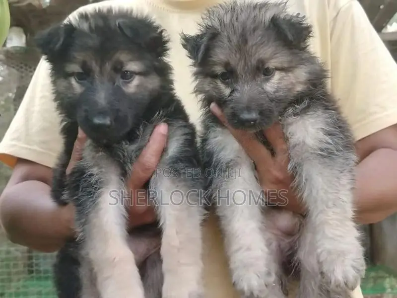 Lion Shepherd Puppies