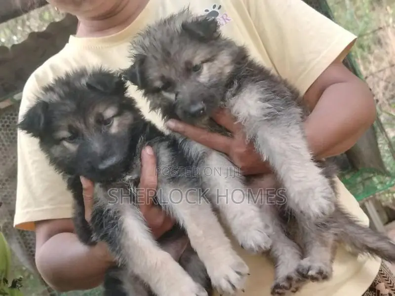 Lion Shepherd Puppies