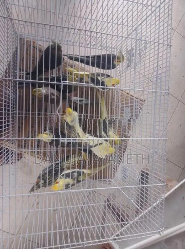 Cockatiel Bird