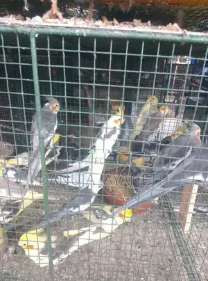 Cockatiel Bird