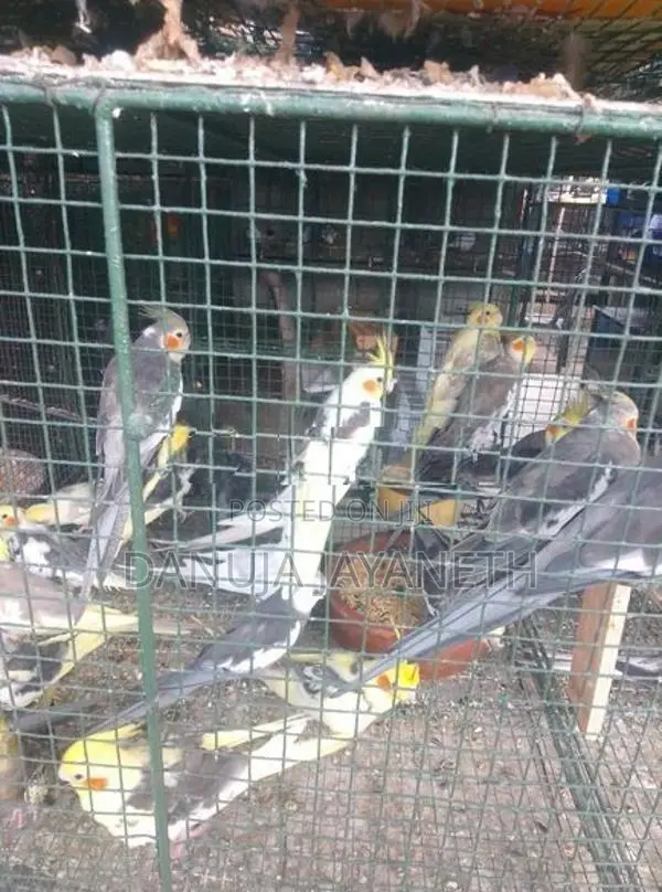 Cockatiel Bird
