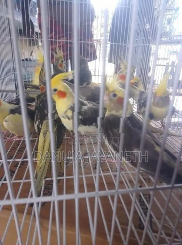 Cockatiel Bird