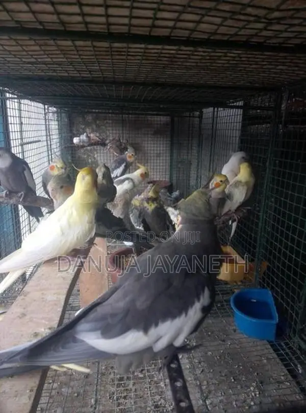 Cockatiel Bird