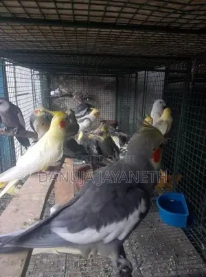 Cockatiel Bird