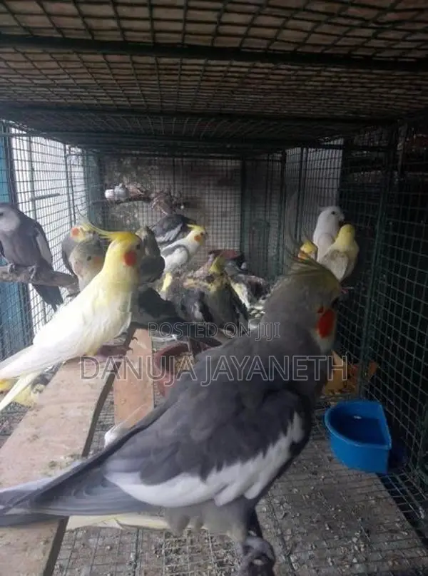 Cockatiel Bird