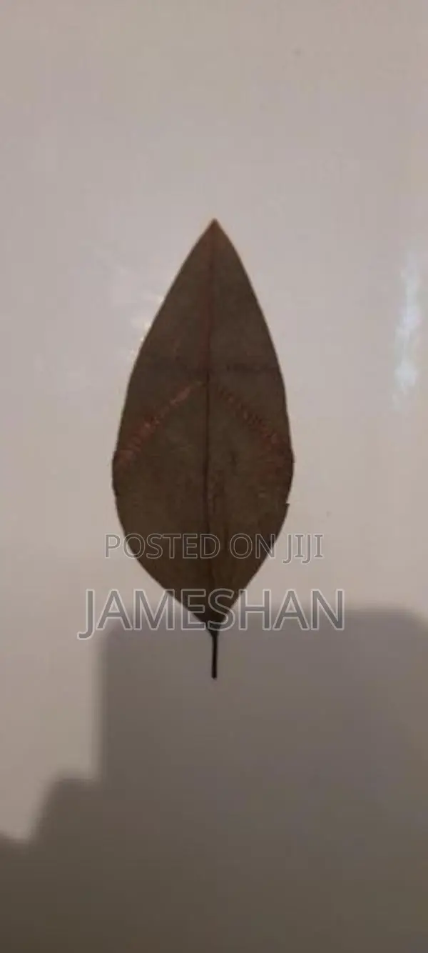 Zebra Leaf