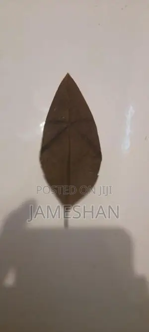 Zebra Leaf